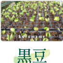 黒豆